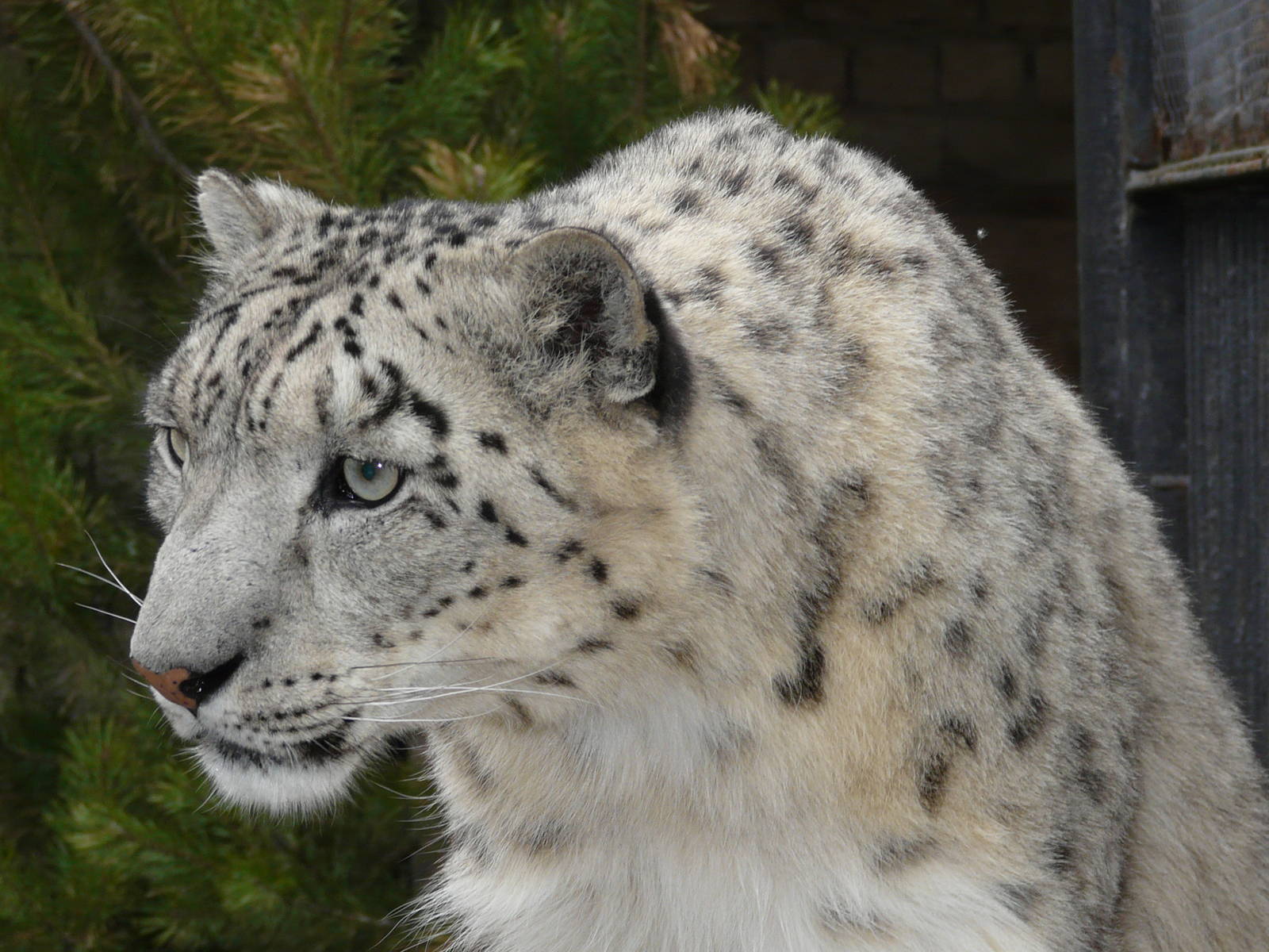 Snow leopard/ Uncia uncia