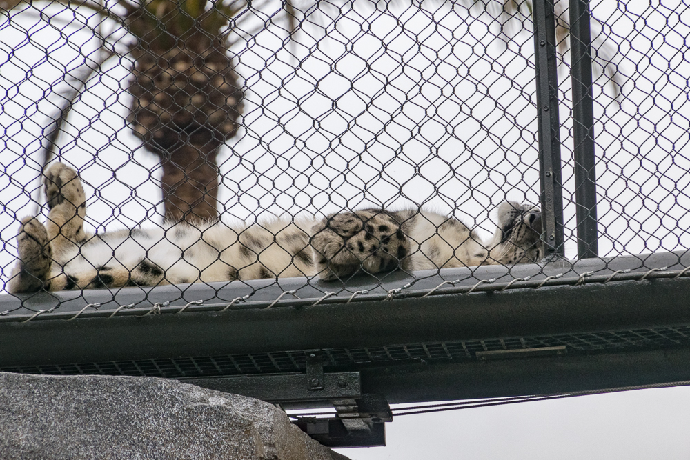 Snow leopard using walkway in new exhibit
