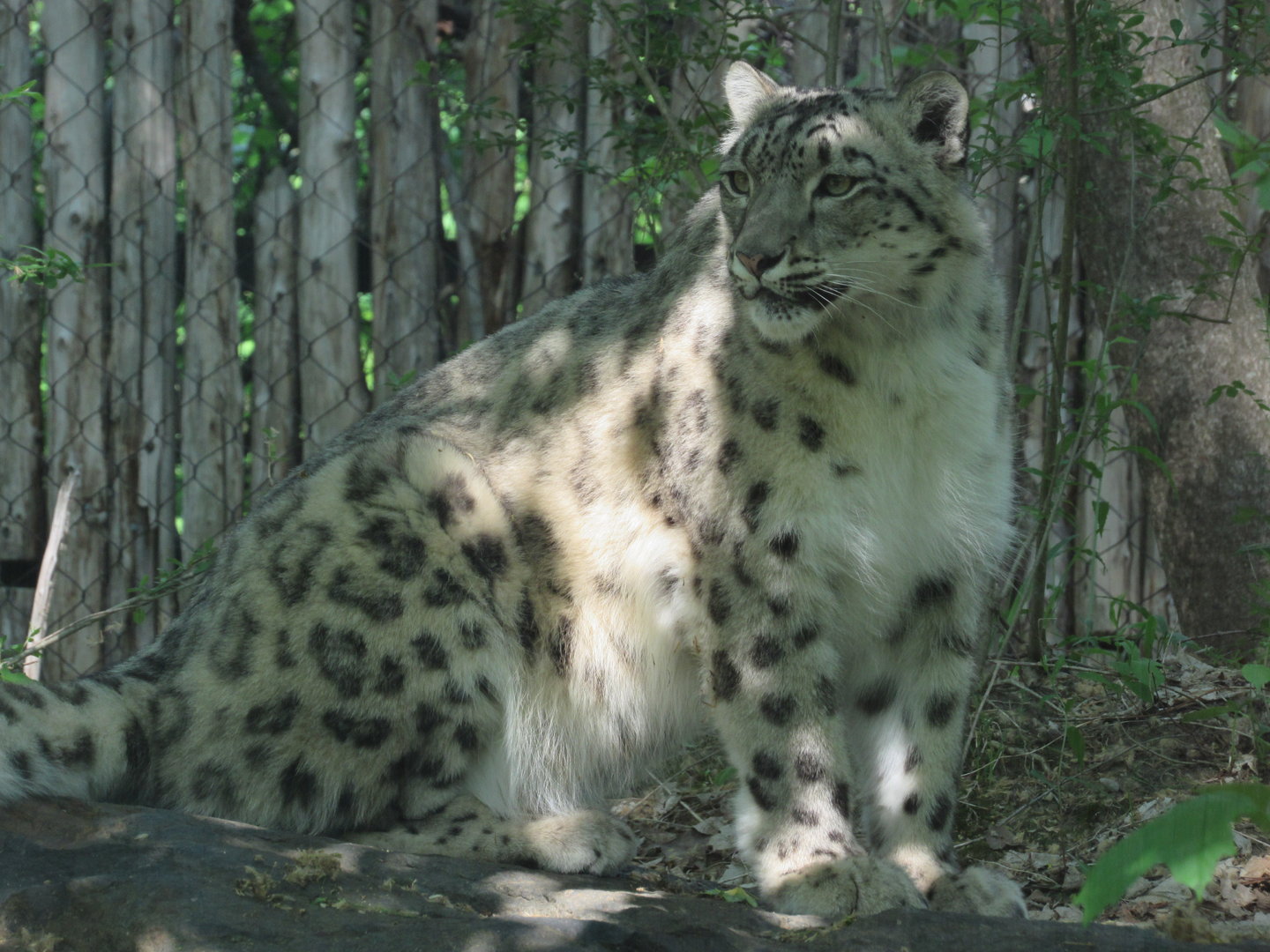 Snow Leopard Victoria - 5/17/23