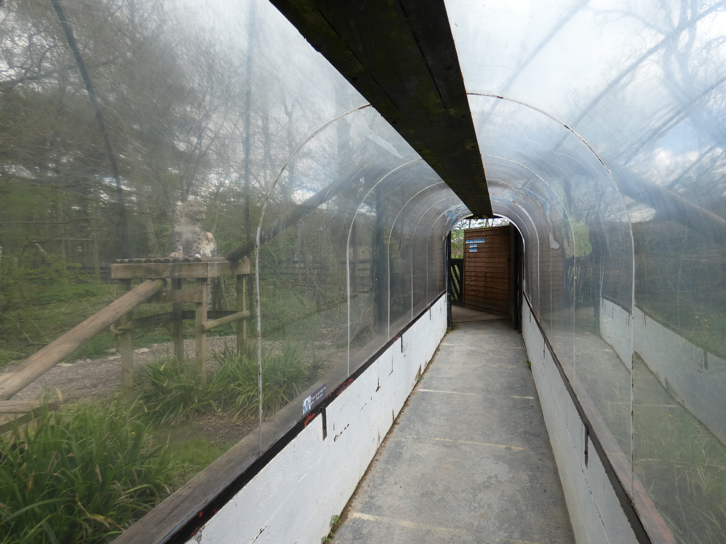 Snow leopard viewing tunnel