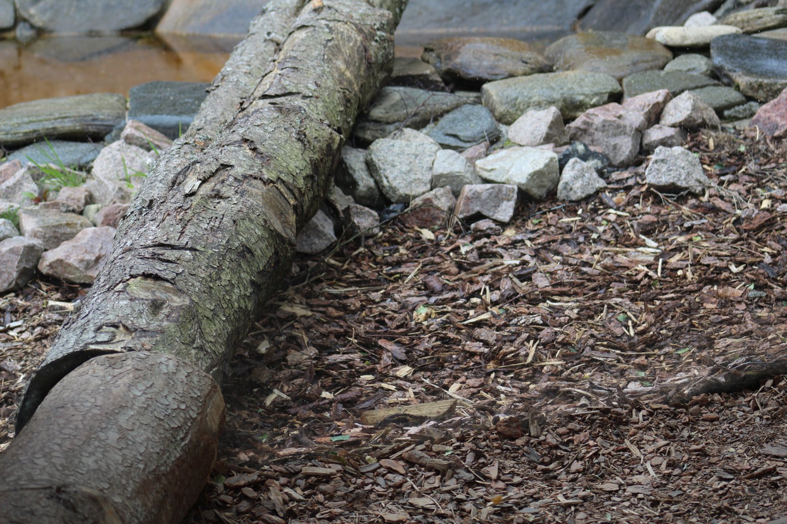 Snow Leopard Viewing