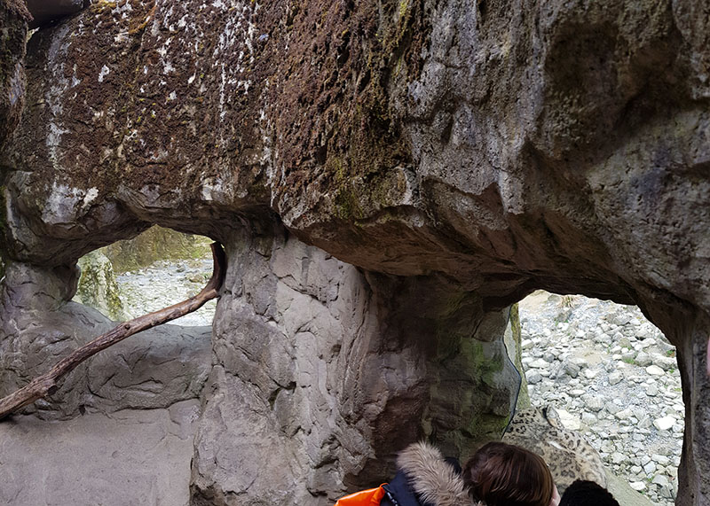 Snow leopard viewing