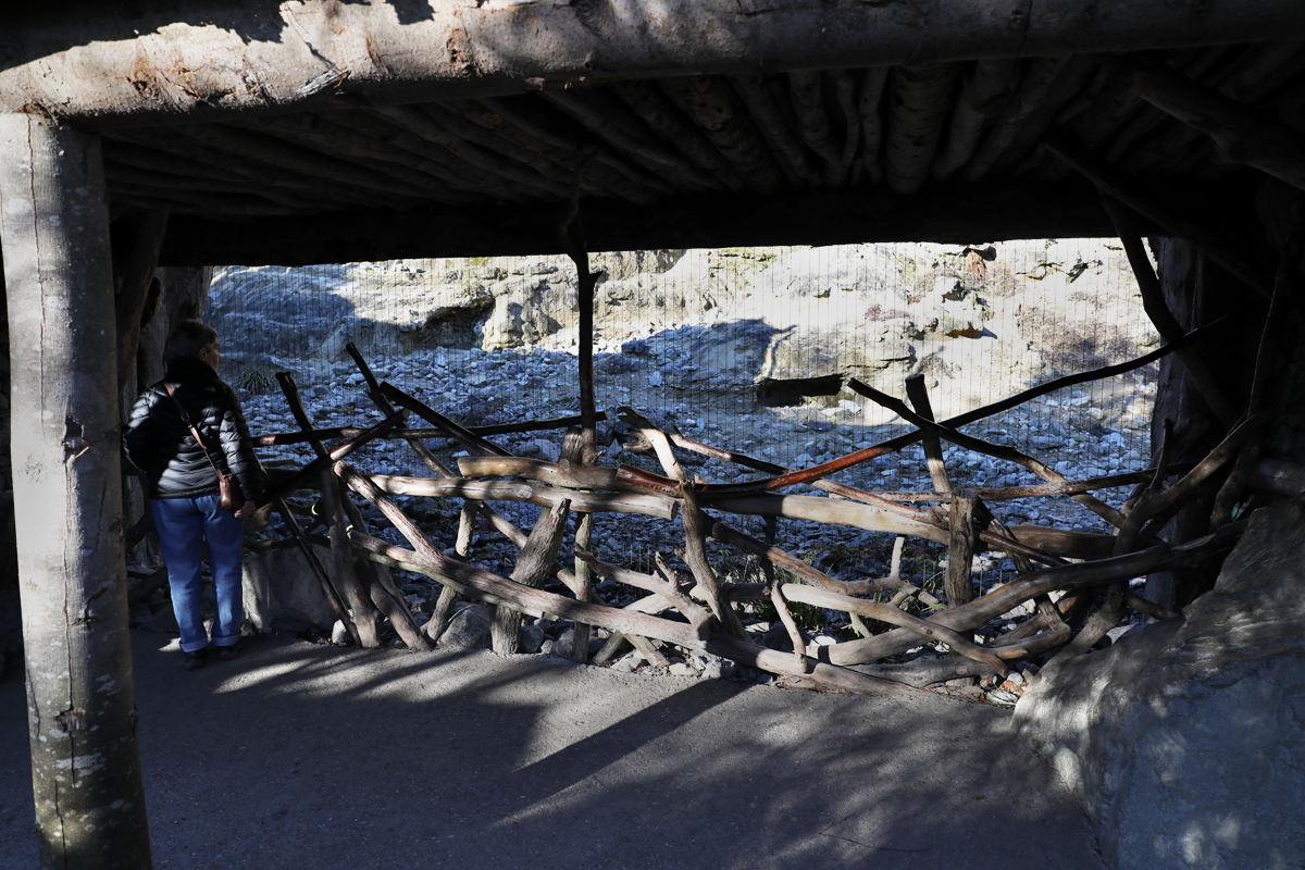 snow leopard viewing