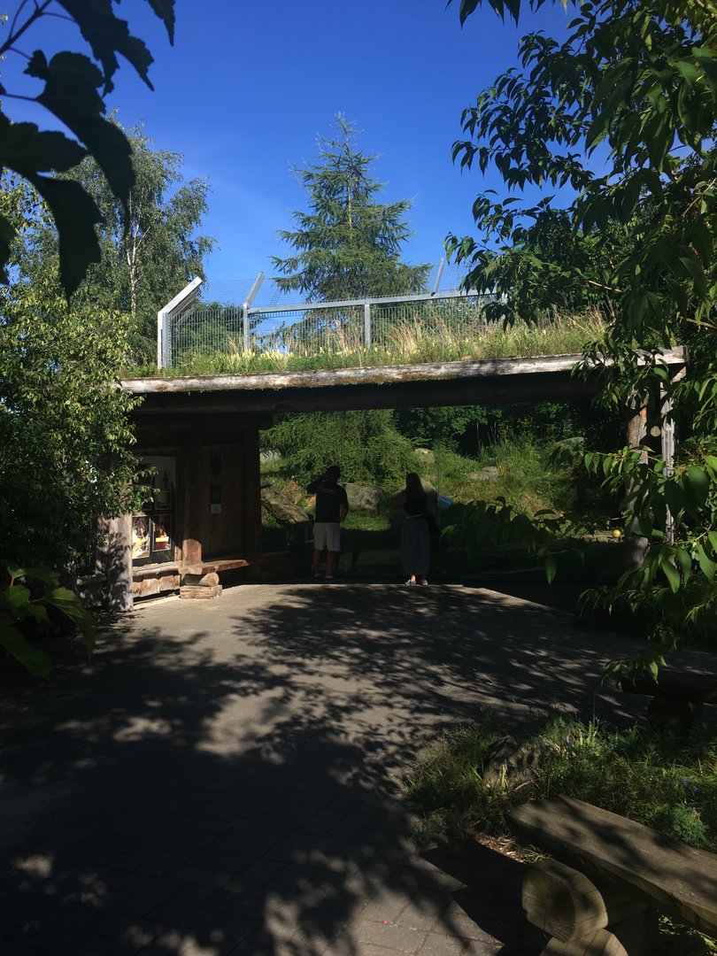 Snow leopard viwing point