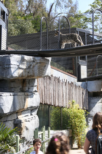 snow leopard walkway