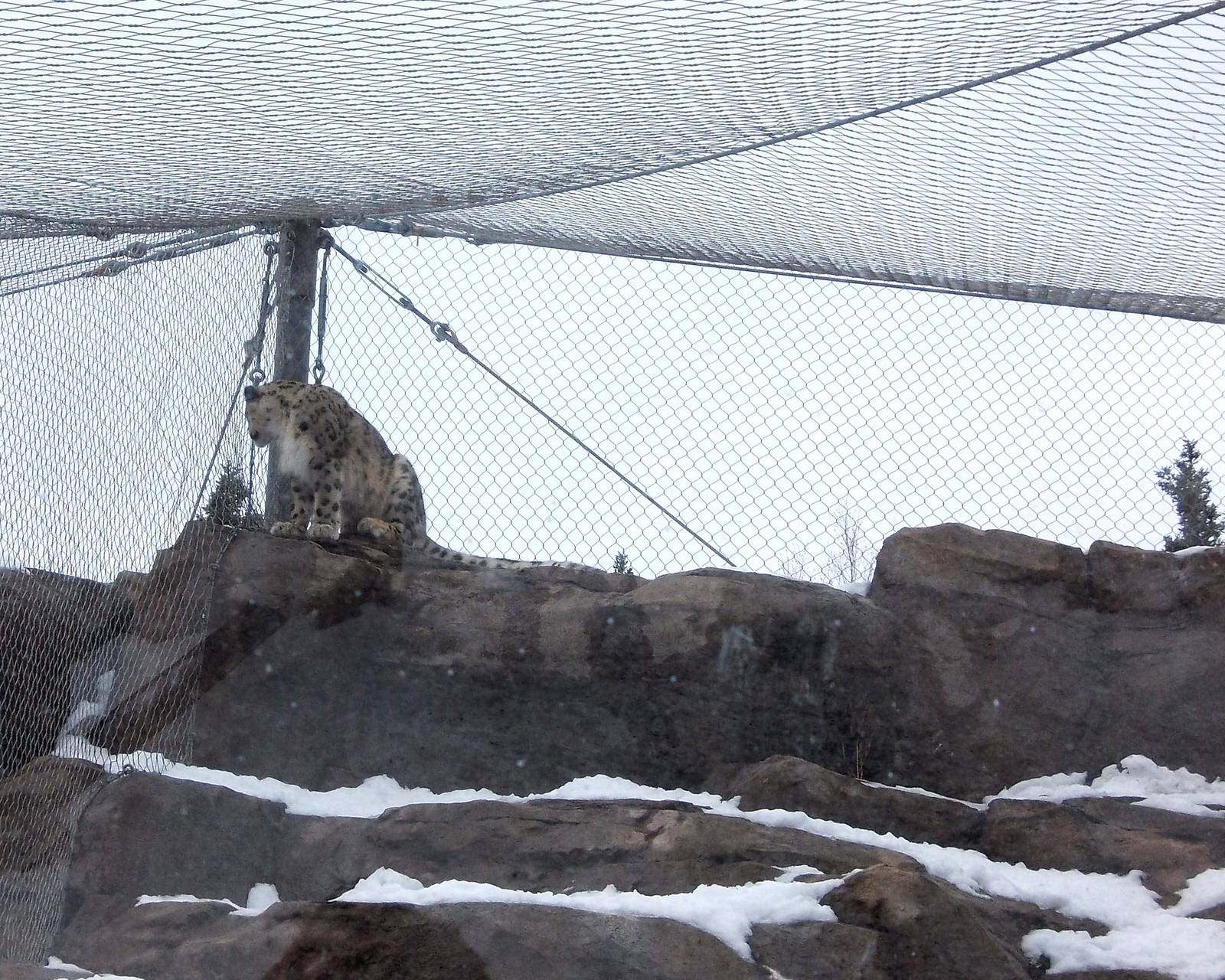 Snow Leopard watching Dall Sheep Exhibit
