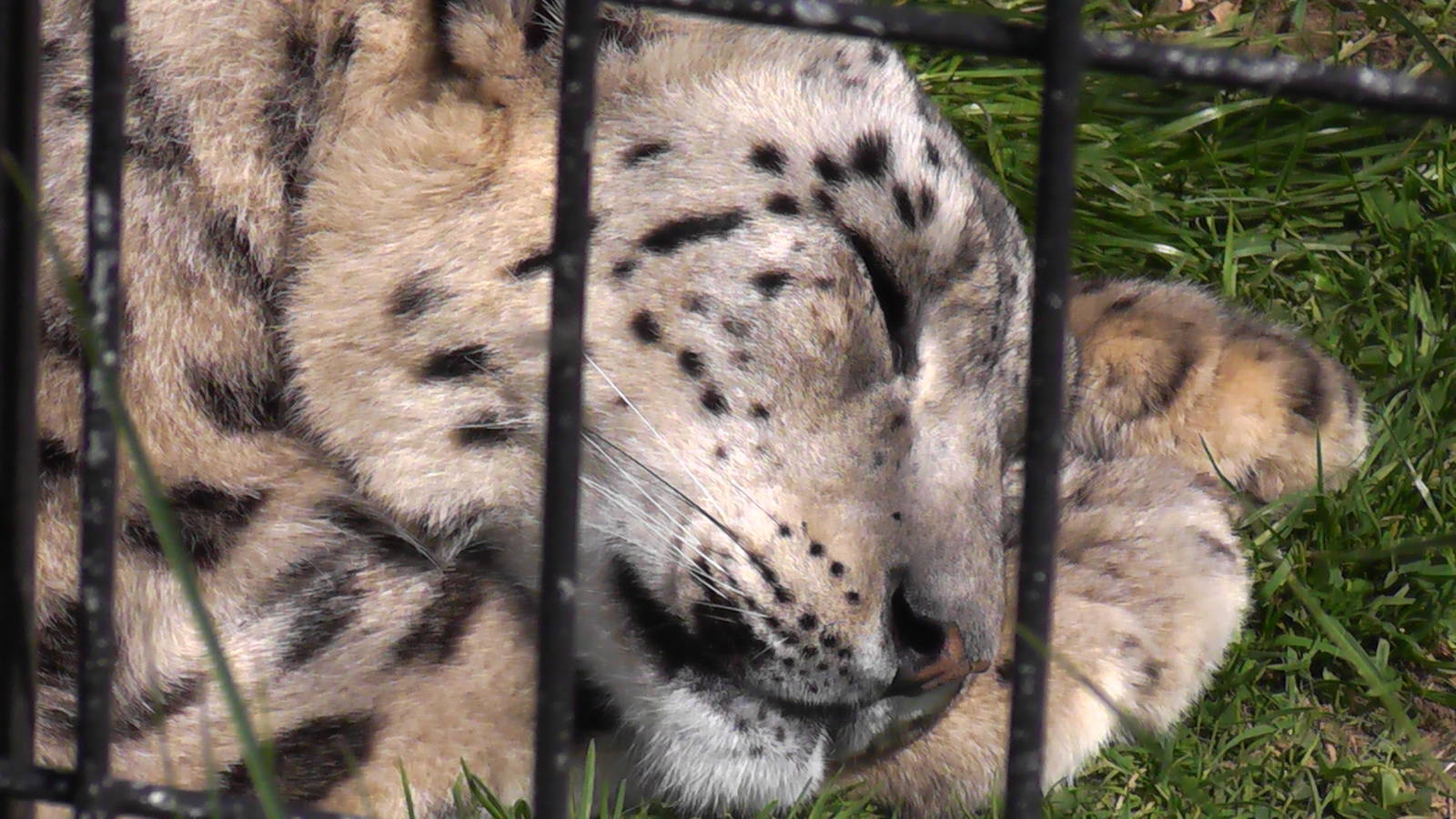 Snow Leopard - Welsh Mountain Zoo