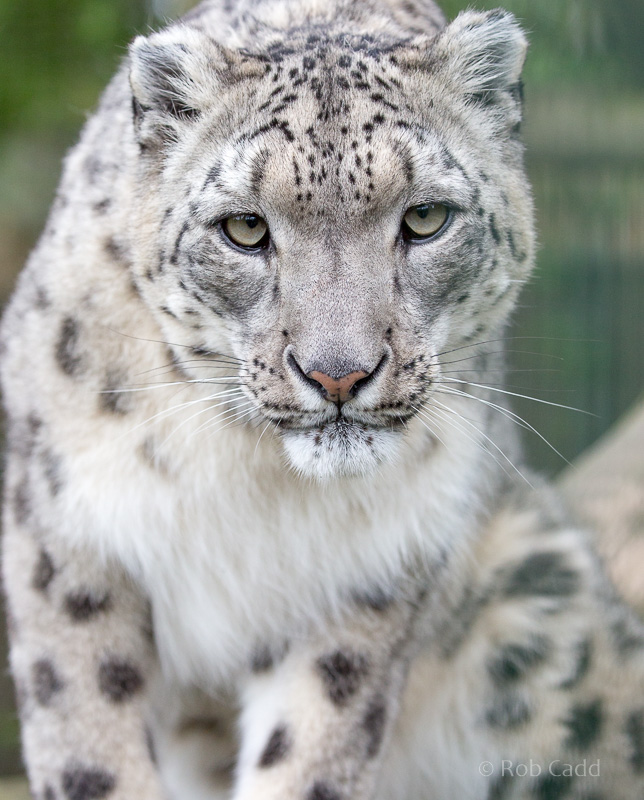 Snow leopard : WHF Big Cat Sanctuary : 04 May 2017
