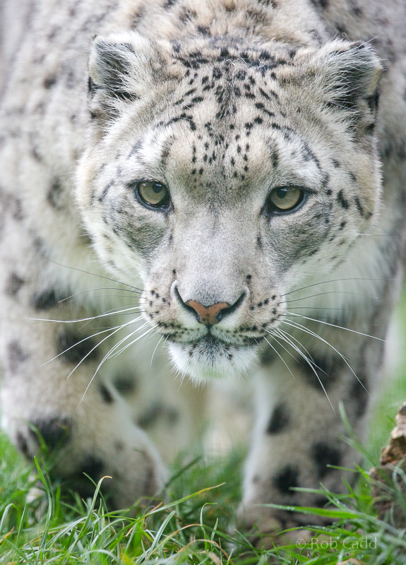 Snow leopard : WHF Big Cat Sanctuary : 04 May 2017