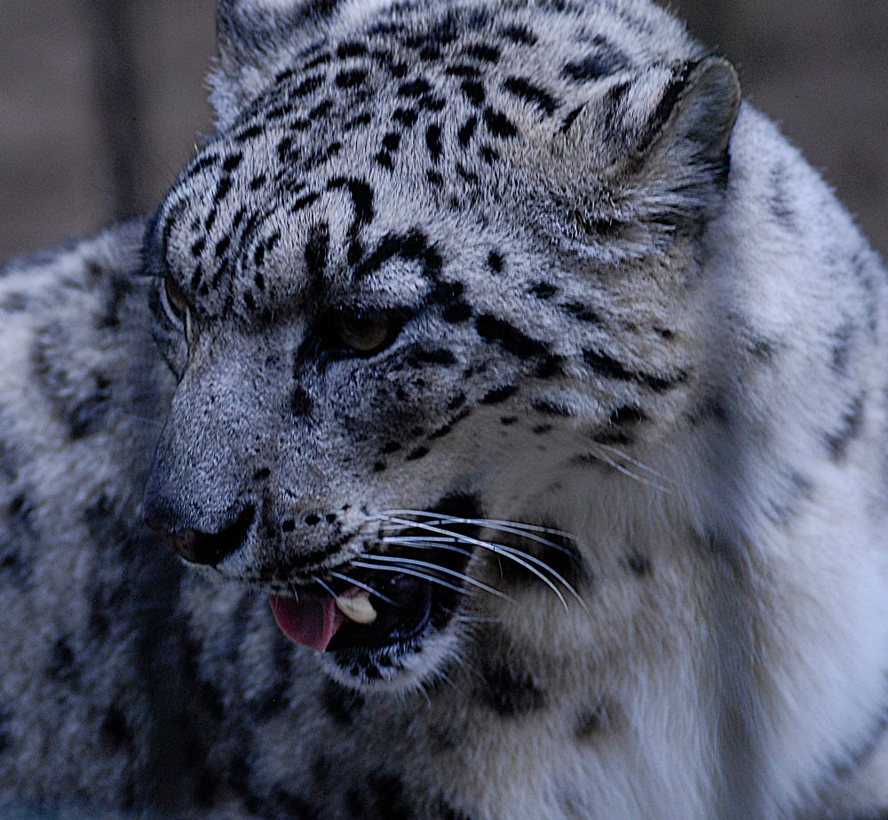 Snow Leopard - Wildkatzenzentrum Felidae 2022