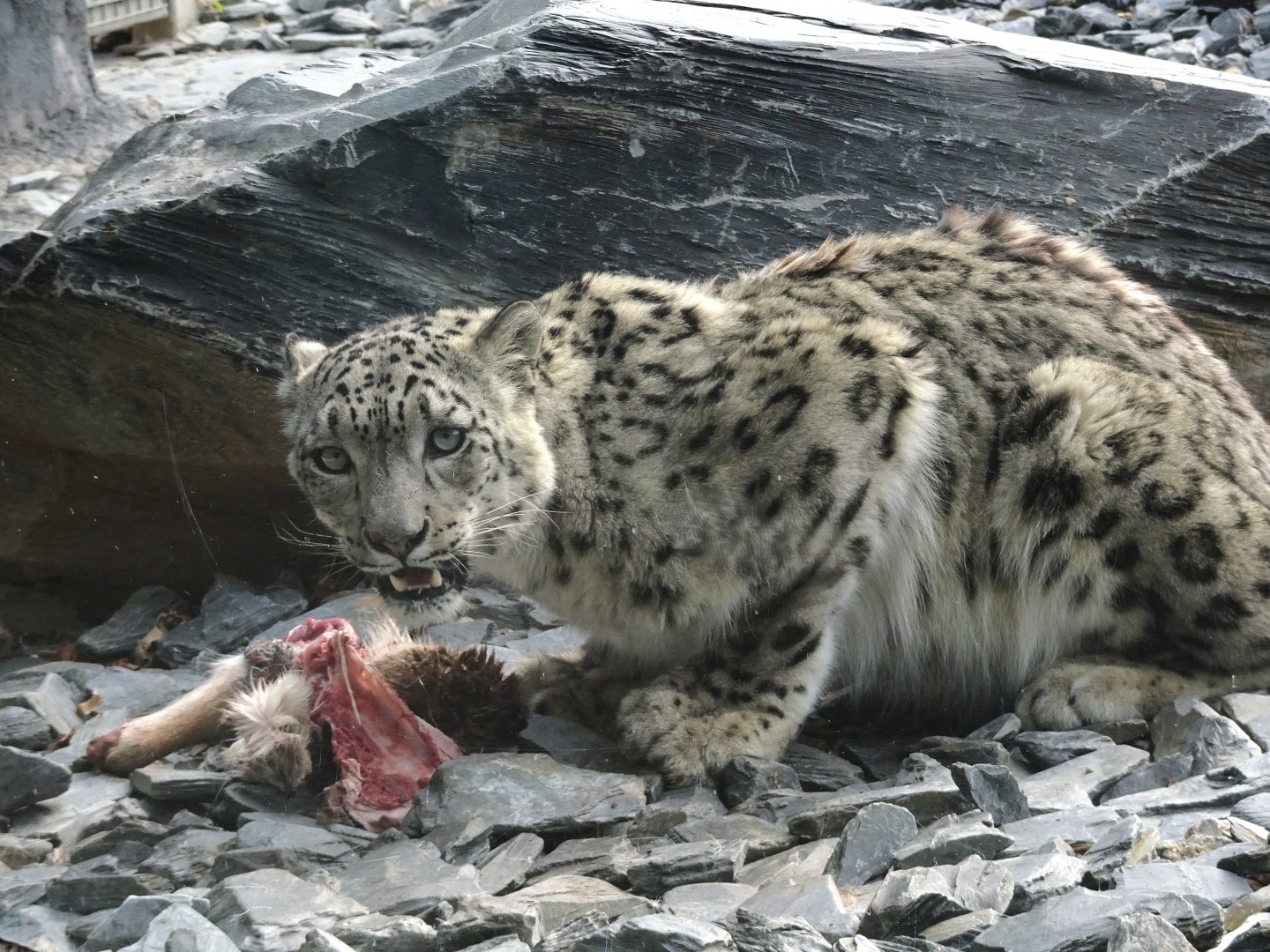 Snow Leopard with lunch 24 August 2025