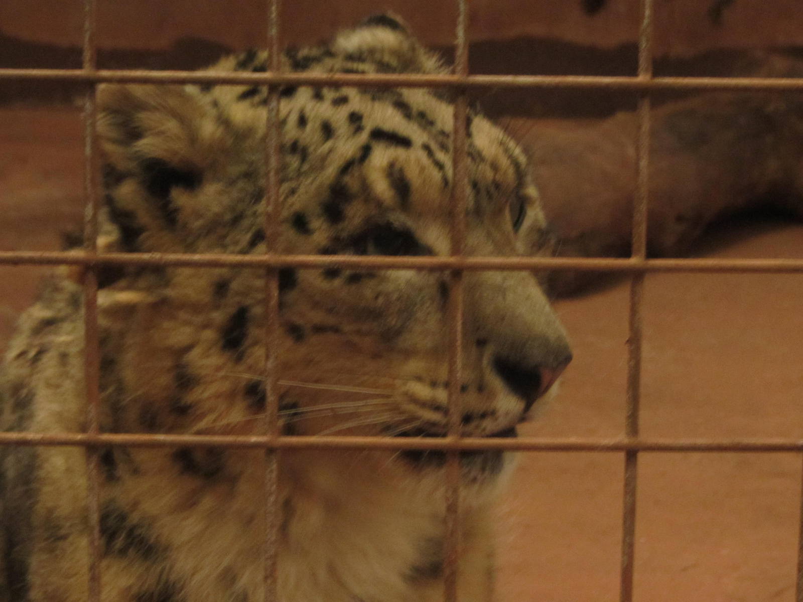 Snow Leopard Wolfgang