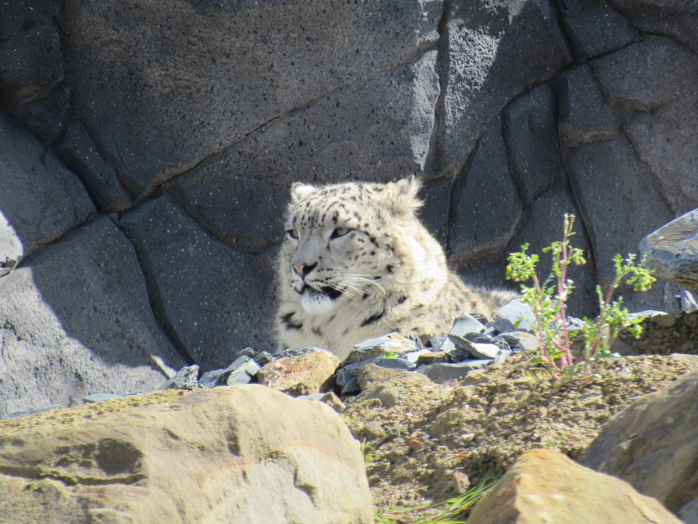 Snow leopard - Yashin