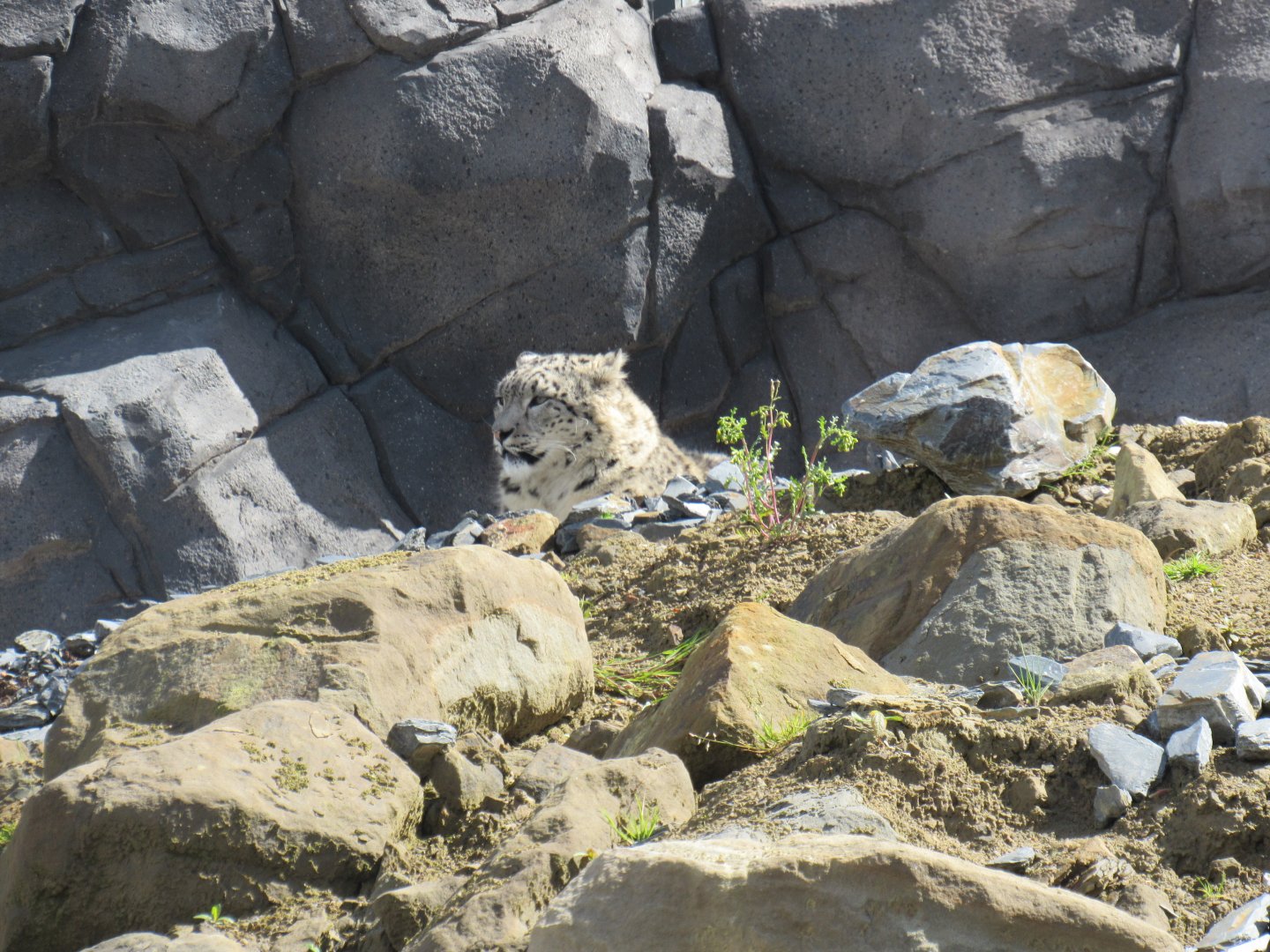 Snow leopard - Yashin