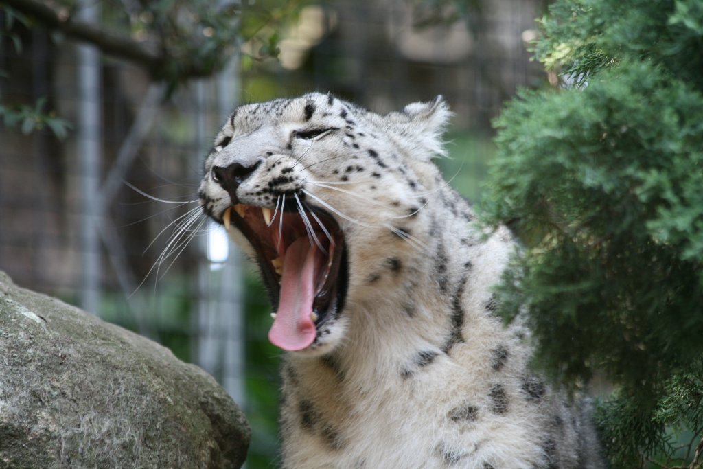 Snow Leopard yawn