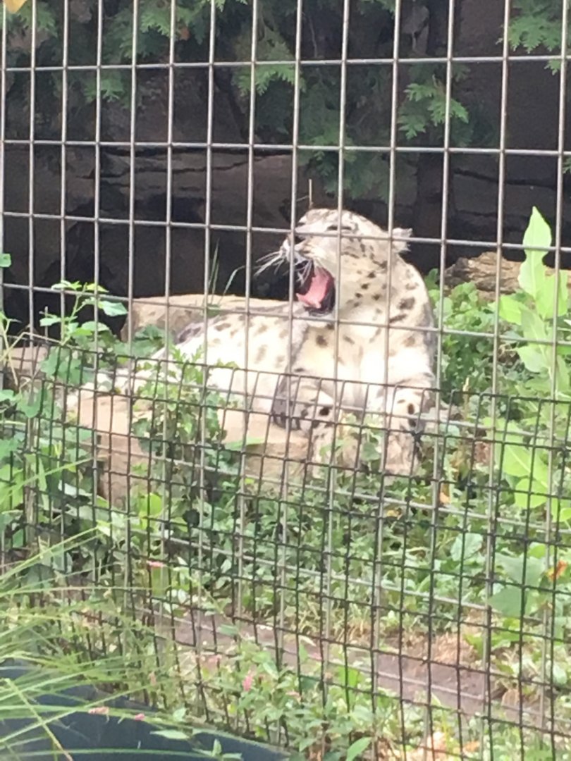 Snow leopard yawn
