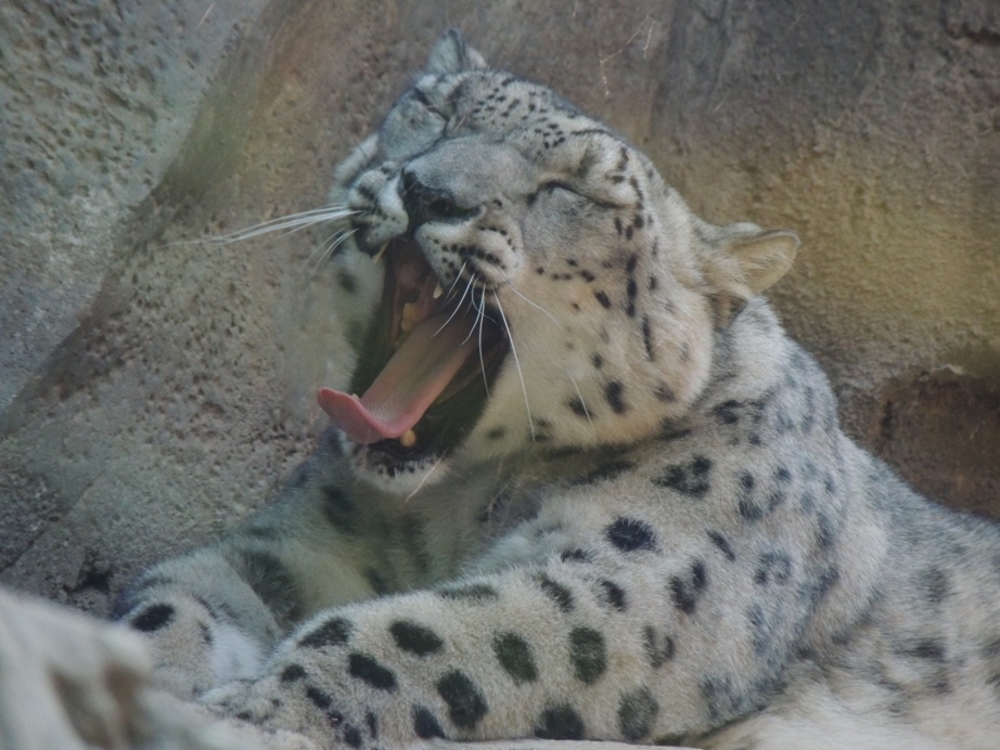 snow leopard yawning philadelphia zoo
