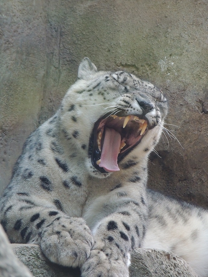 snow leopard yawning philadelphia zoo