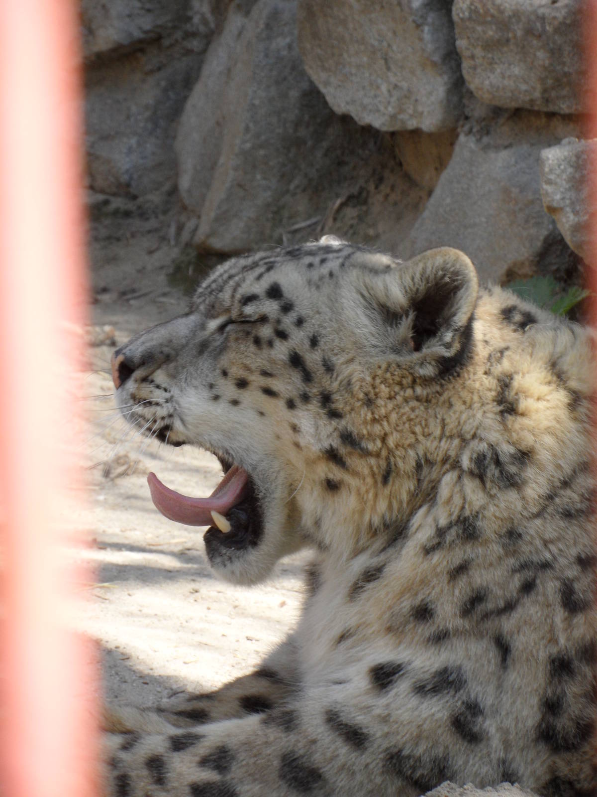Snow leopard yawning