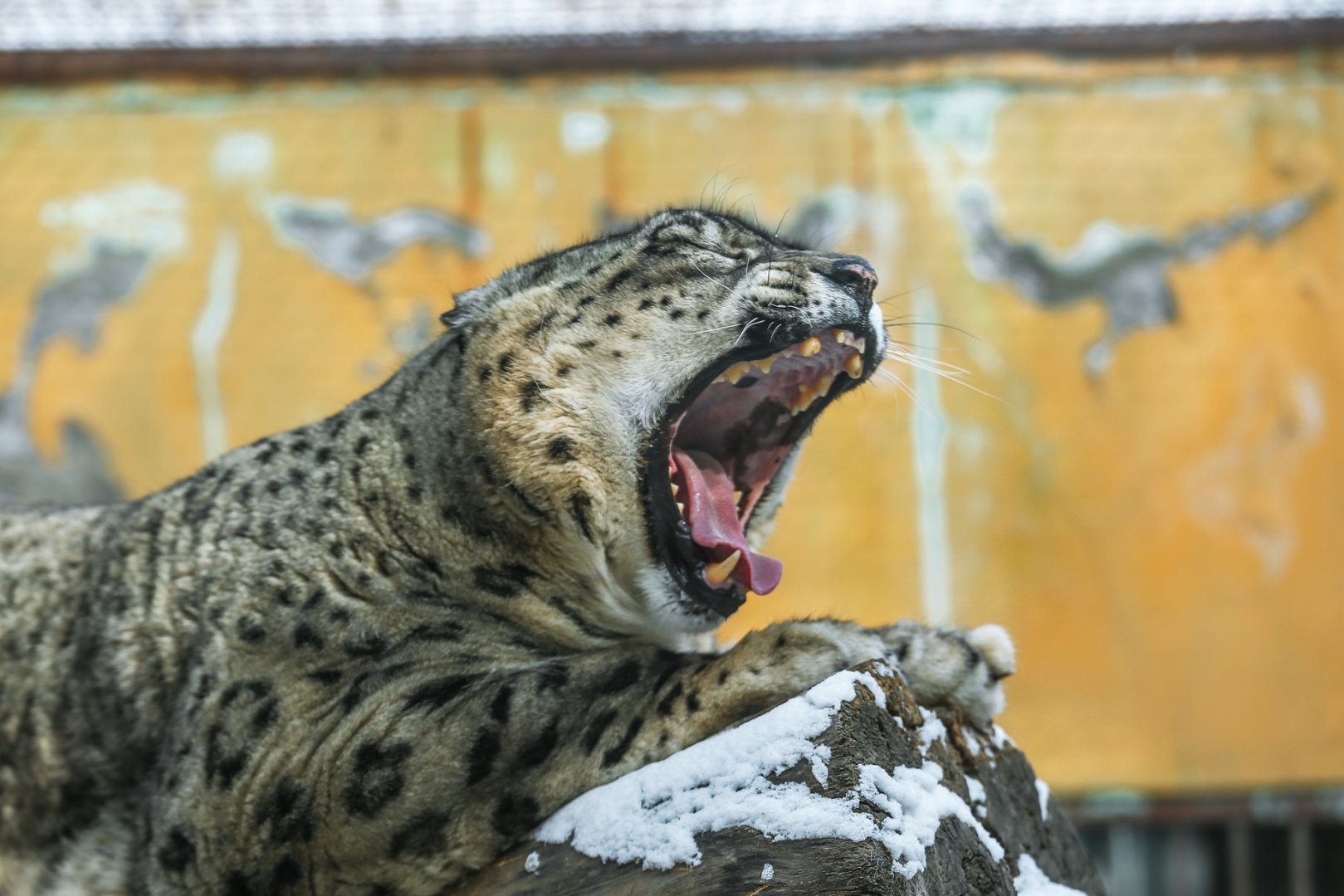 Snow leopard yawning