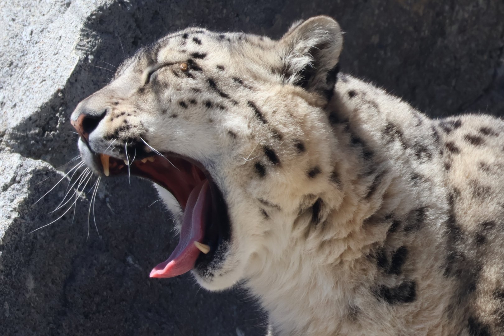 Snow Leopard Yawning