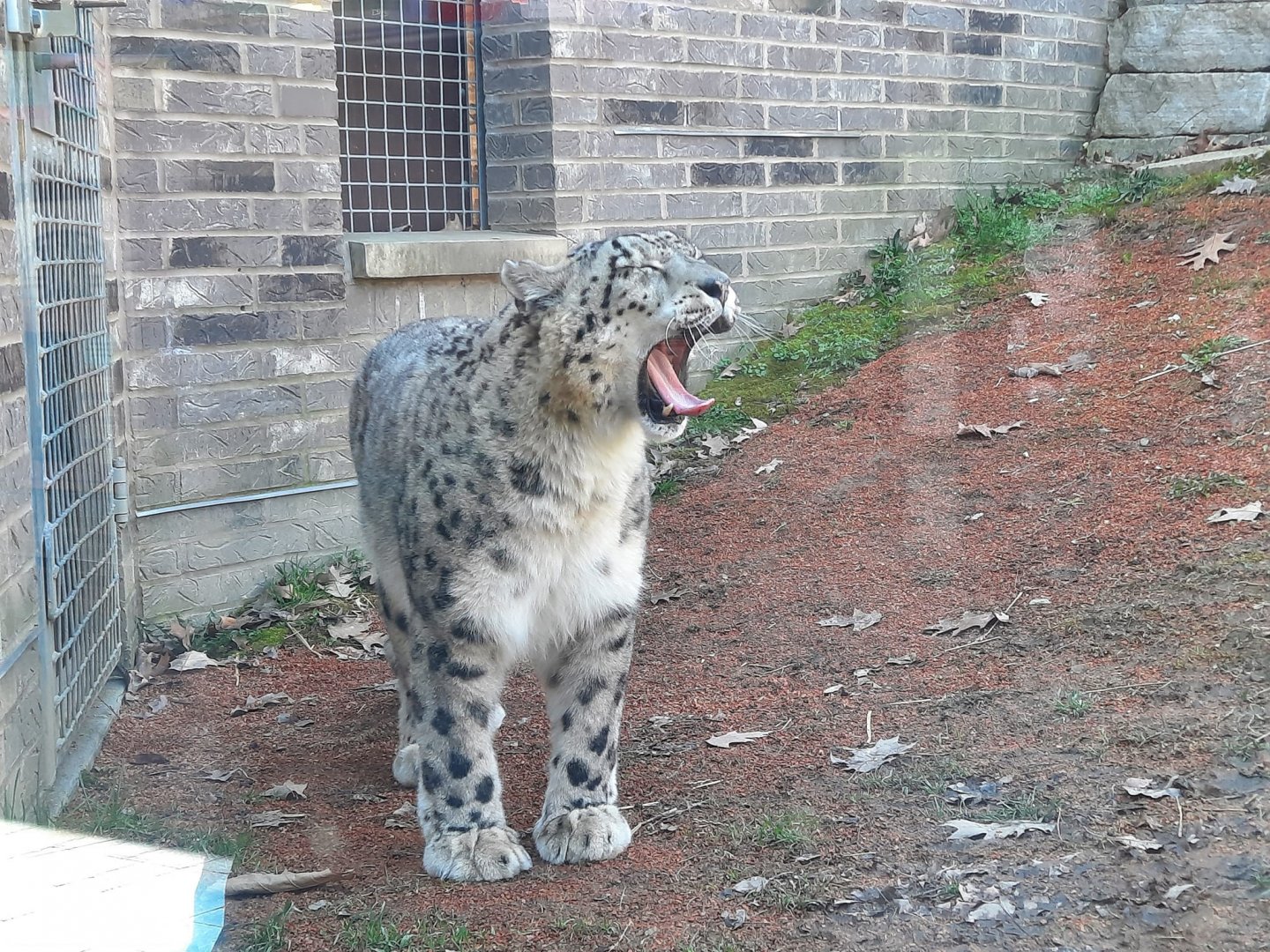 Snow Leopard Yawning