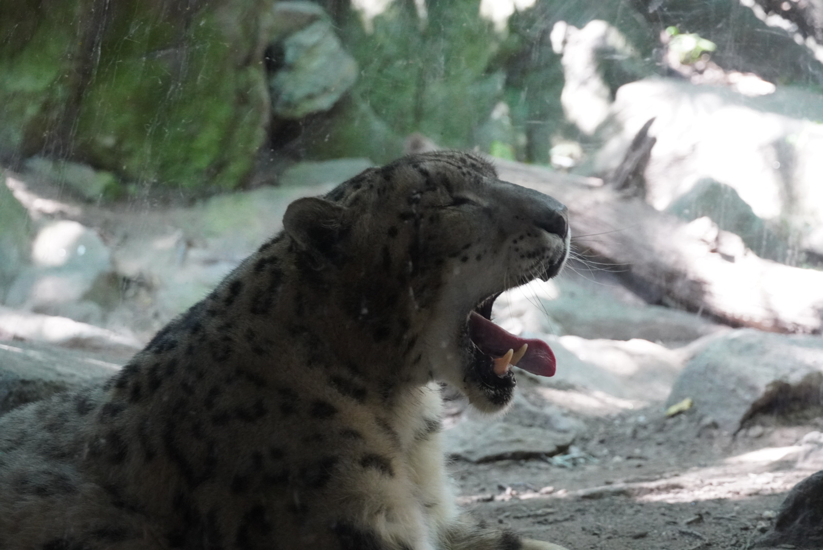 Snow Leopard Yawning