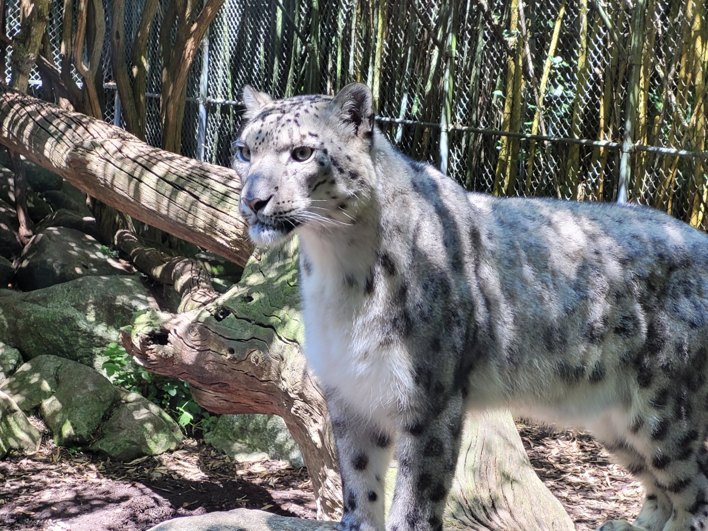 Snow leopard -Zoo d'Asson (2022)