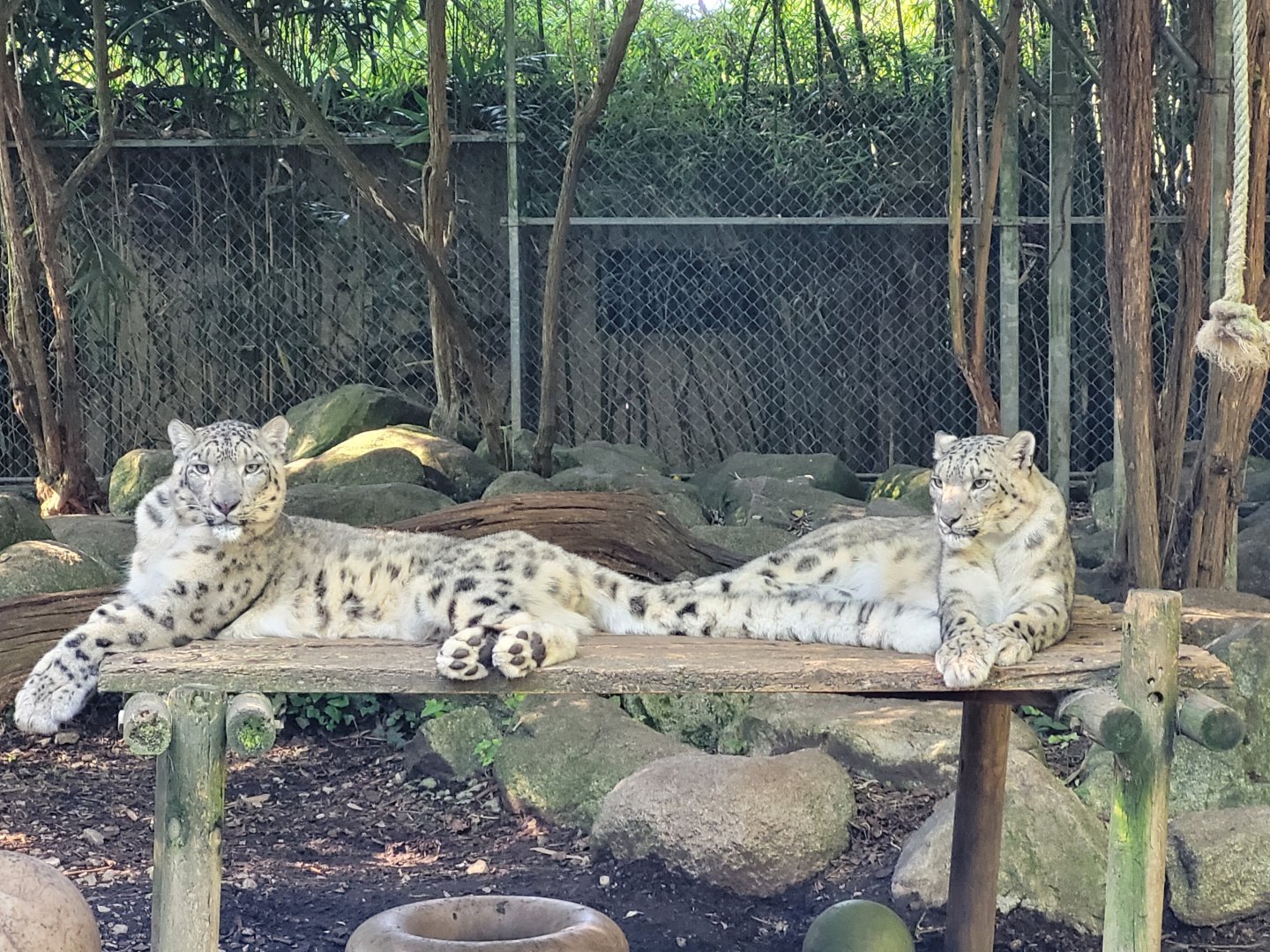 Snow leopard -Zoo d'Asson (2022)