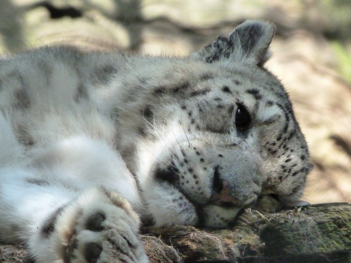 Snow leopard -Zoo d'Asson (2025)