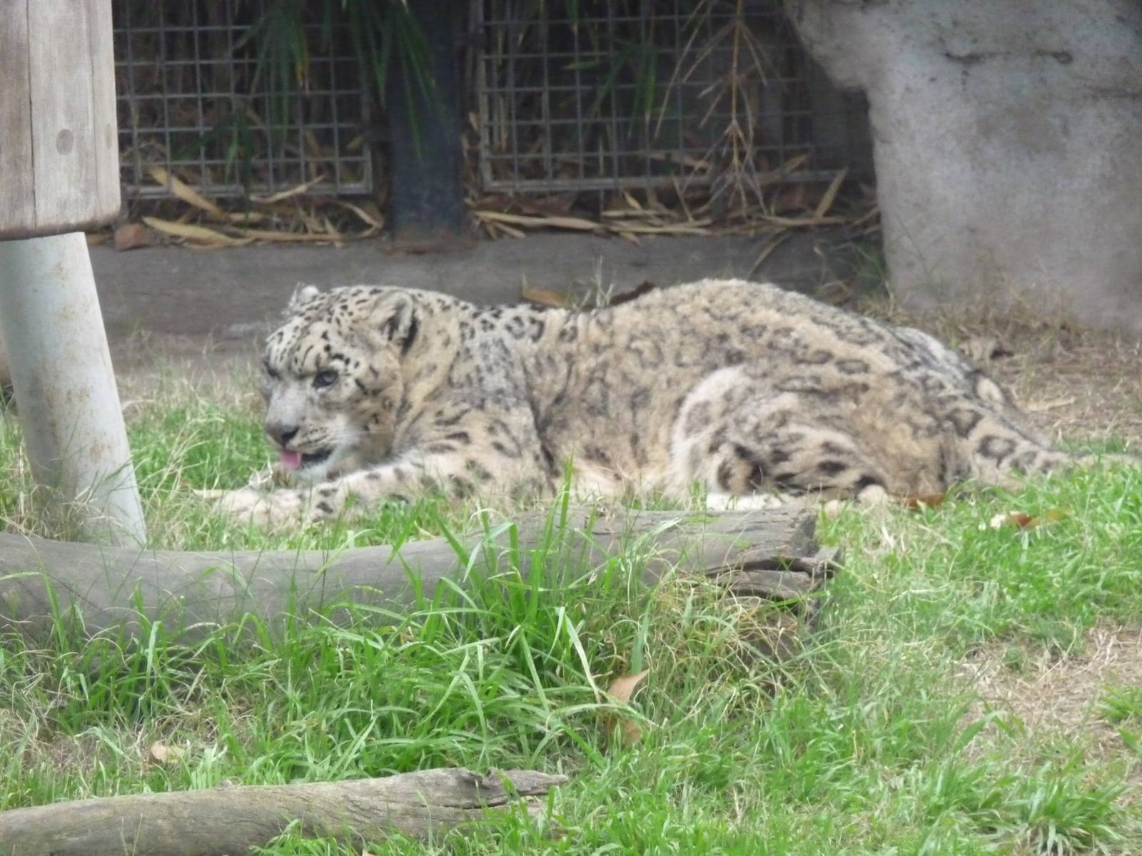 SNOW LEOPARD ZOO DE BUENOS AIRES