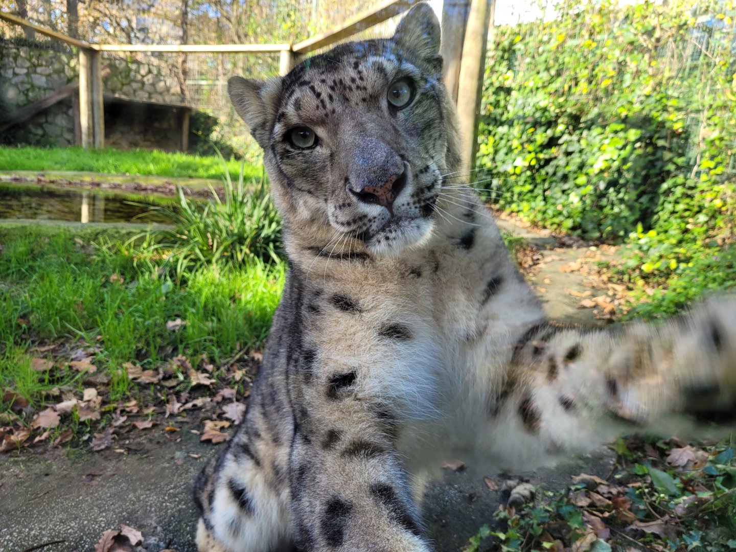 Snow leopard -Zoo de Santillana del Mar (2023)