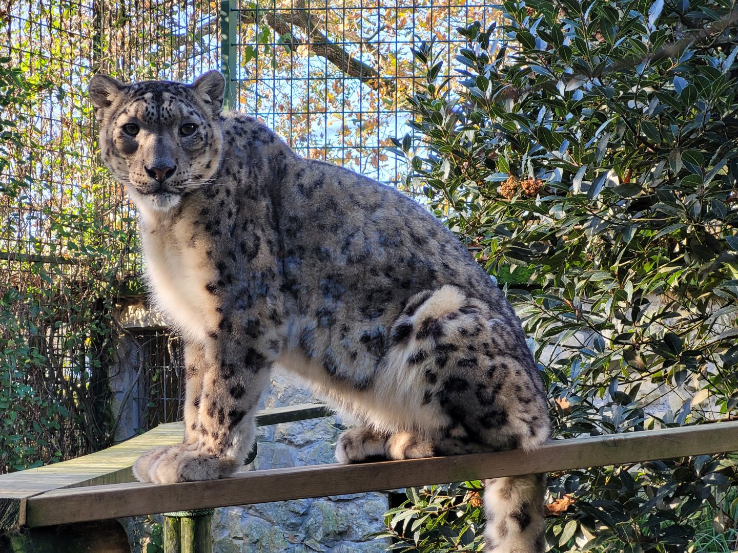 Snow leopard -Zoo de Santillana del Mar (2023)