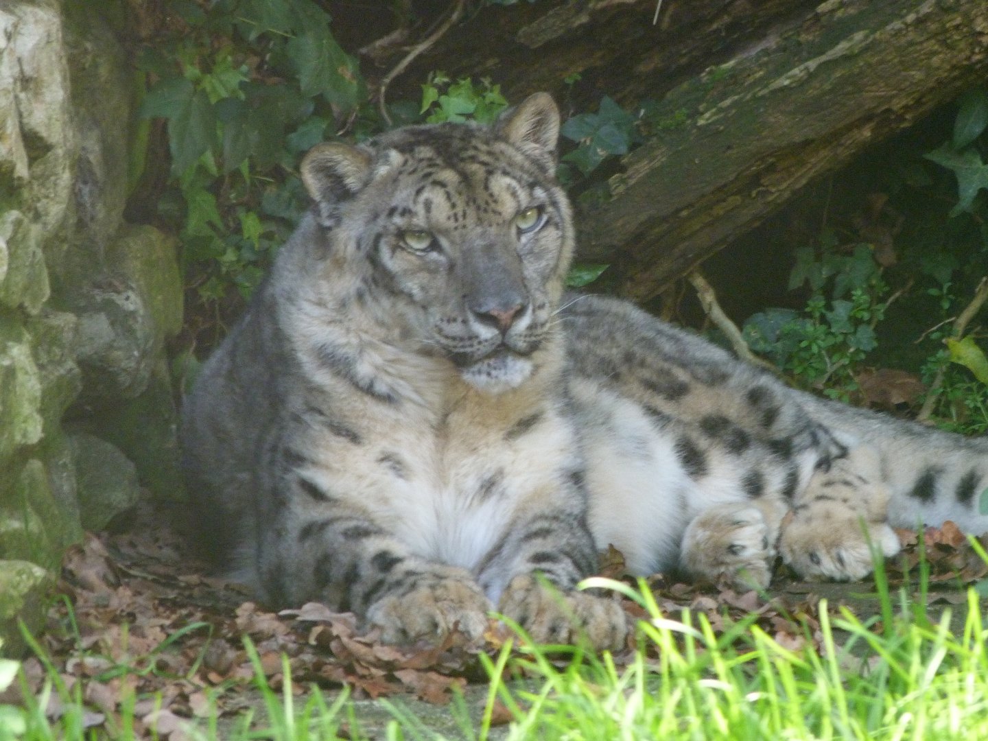 Snow leopard -Zoo de Santillana del Mar (2024)