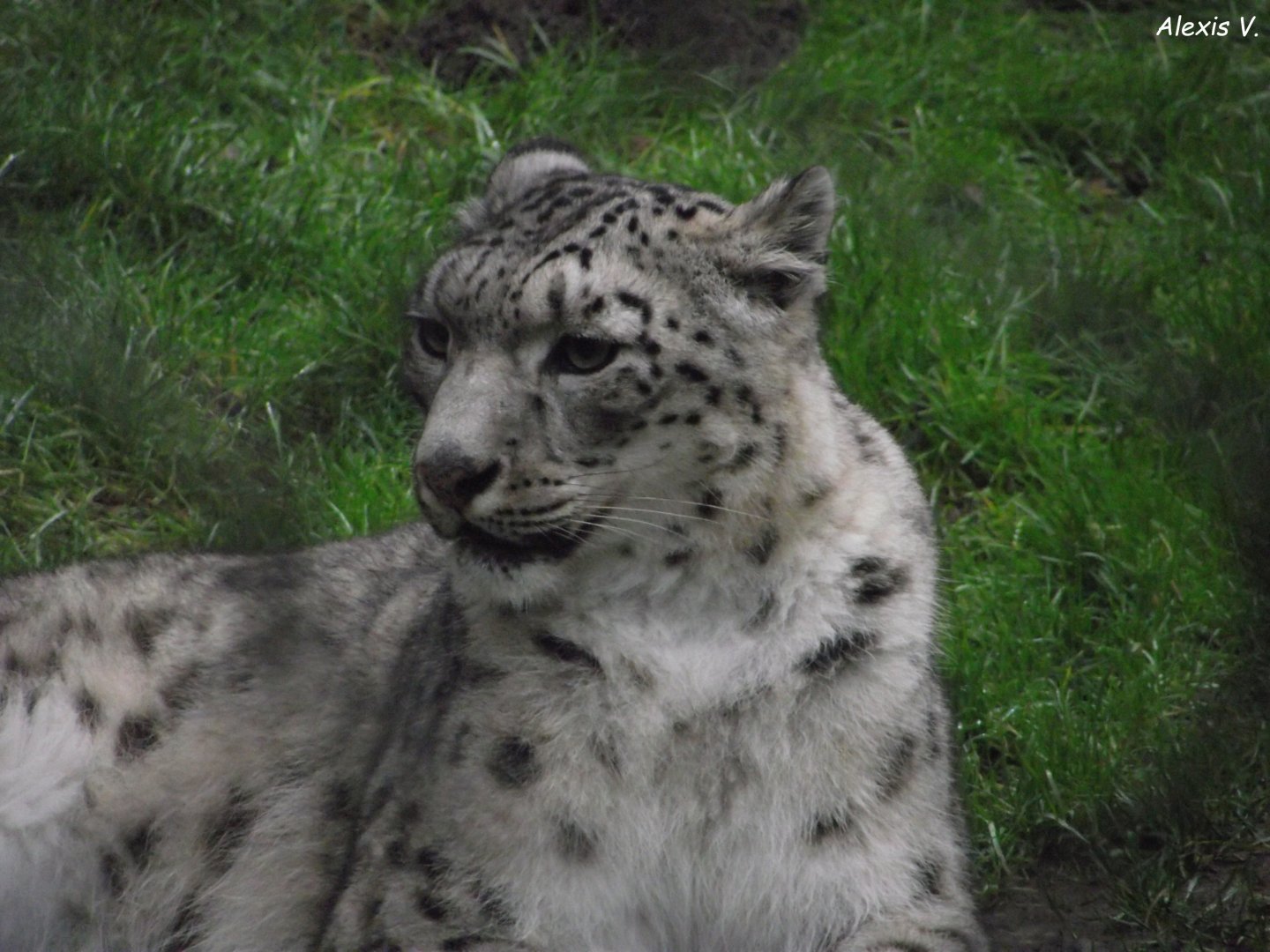 Snow Leopard - Zooparc de Beauval - 01/2022
