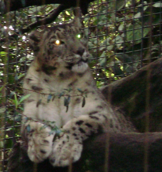 Snow Leopard.