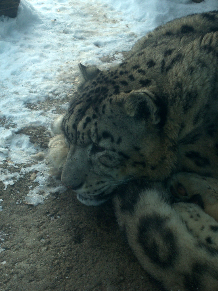 Snow Leopard