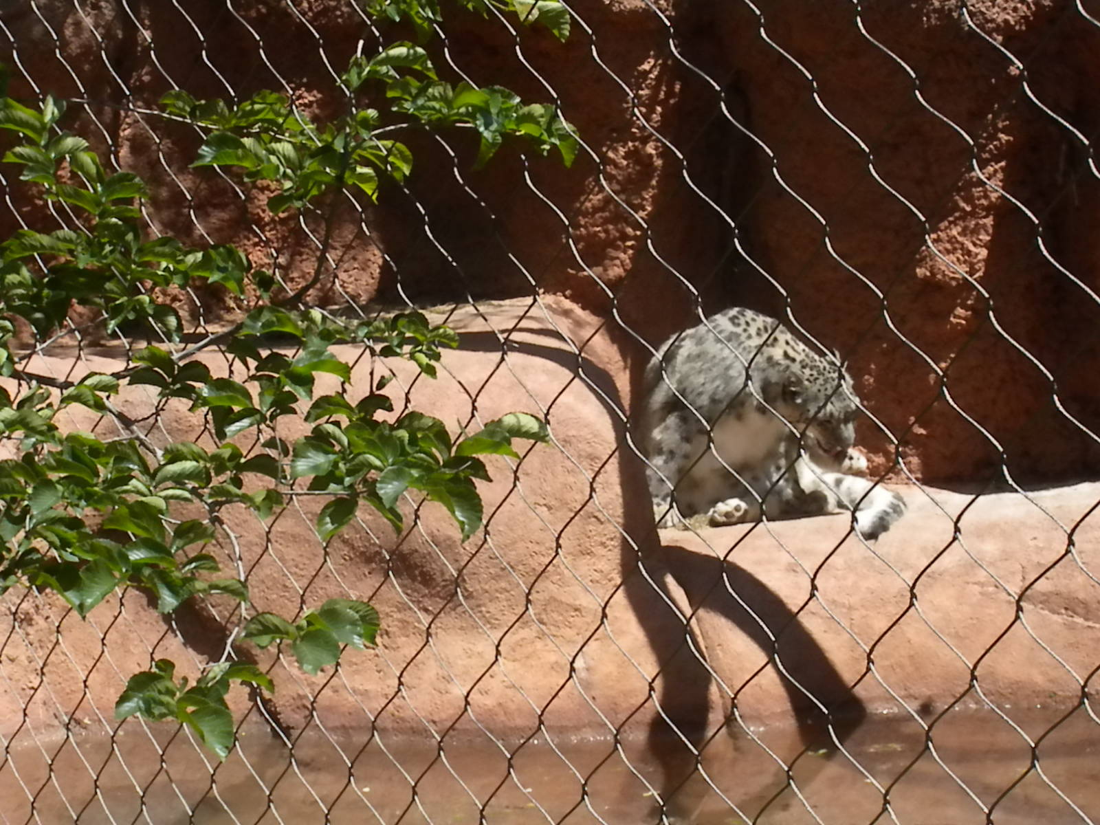 Snow Leopard