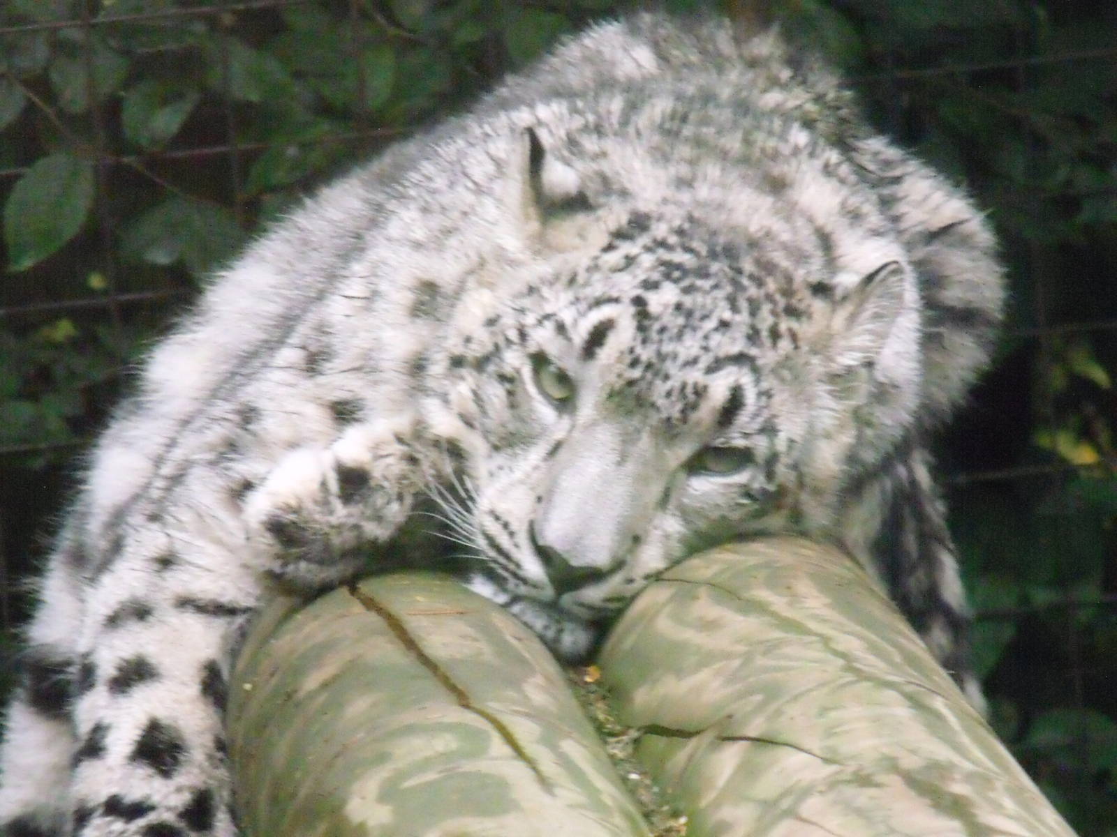Snow Leopard