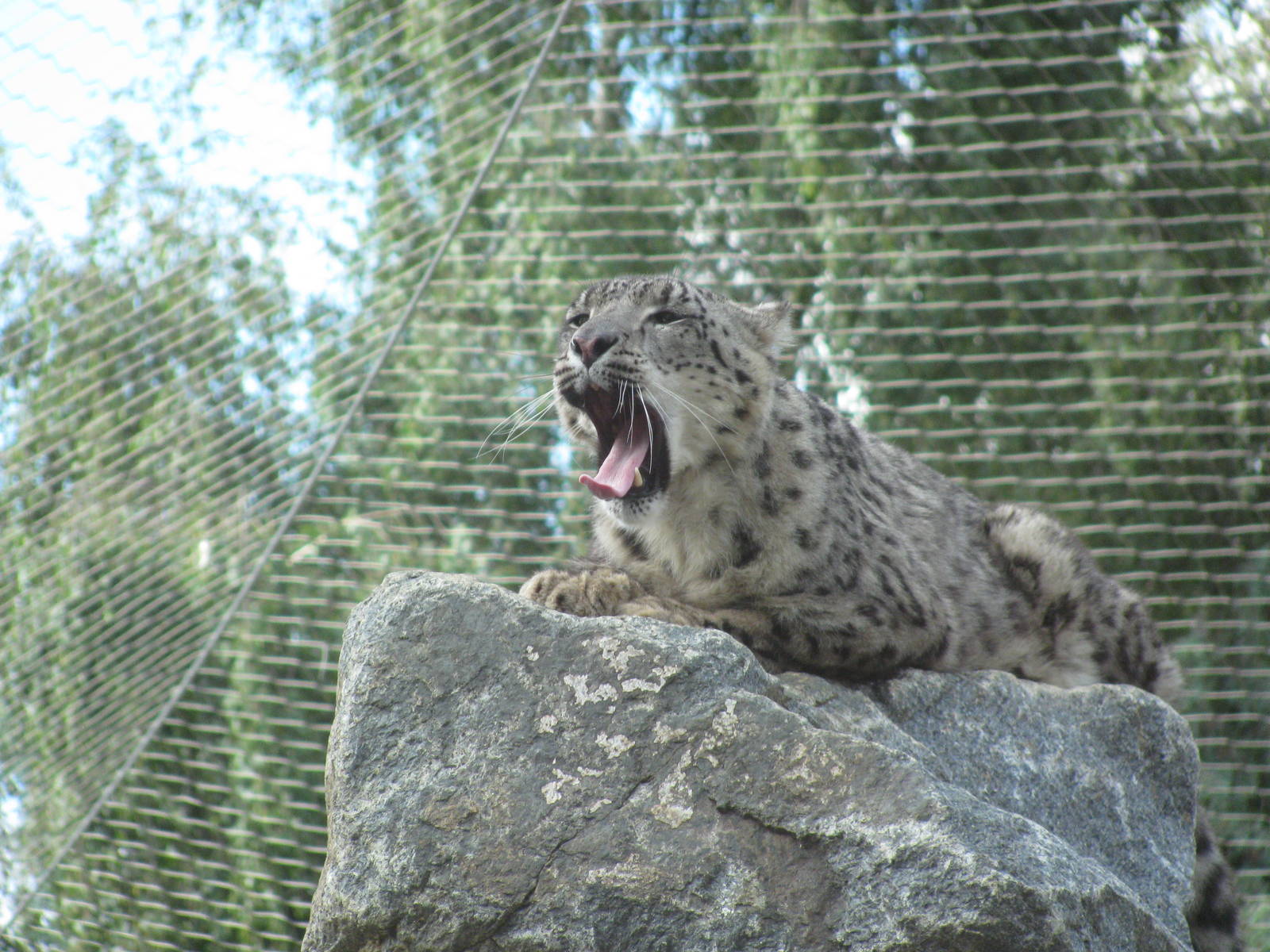 Snow Leopard
