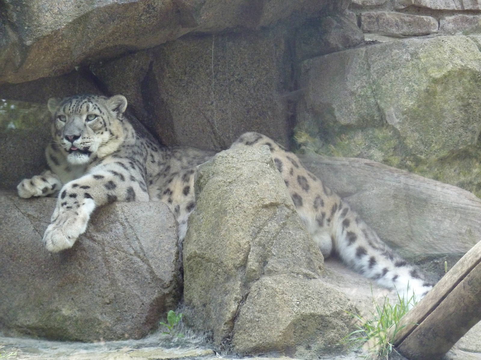 Snow Leopard