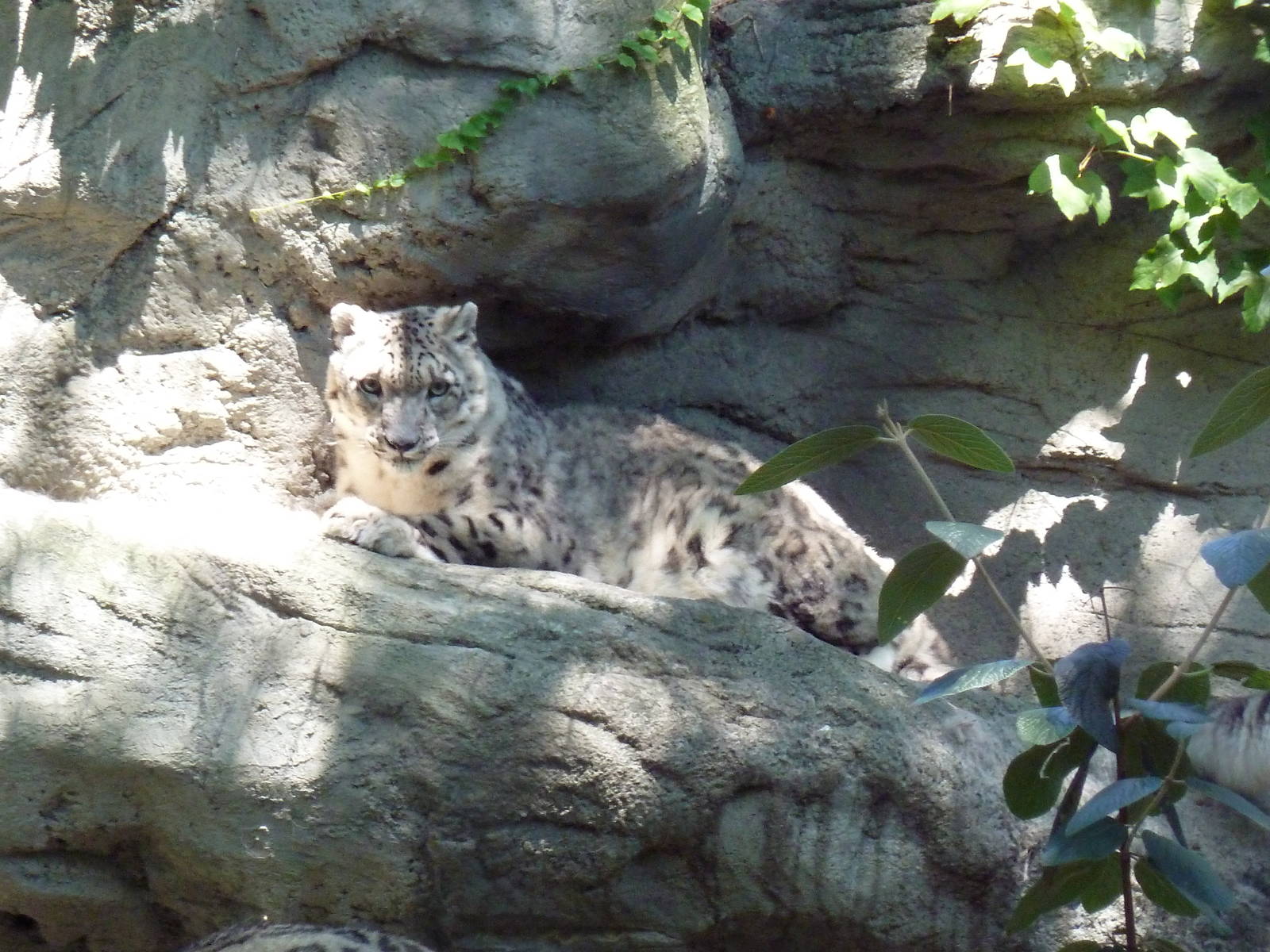 Snow Leopard