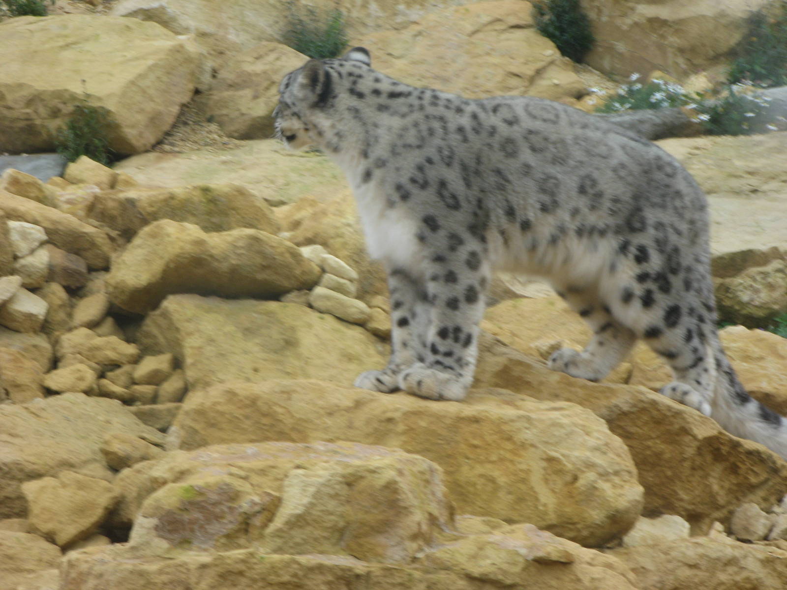 Snow Leopard
