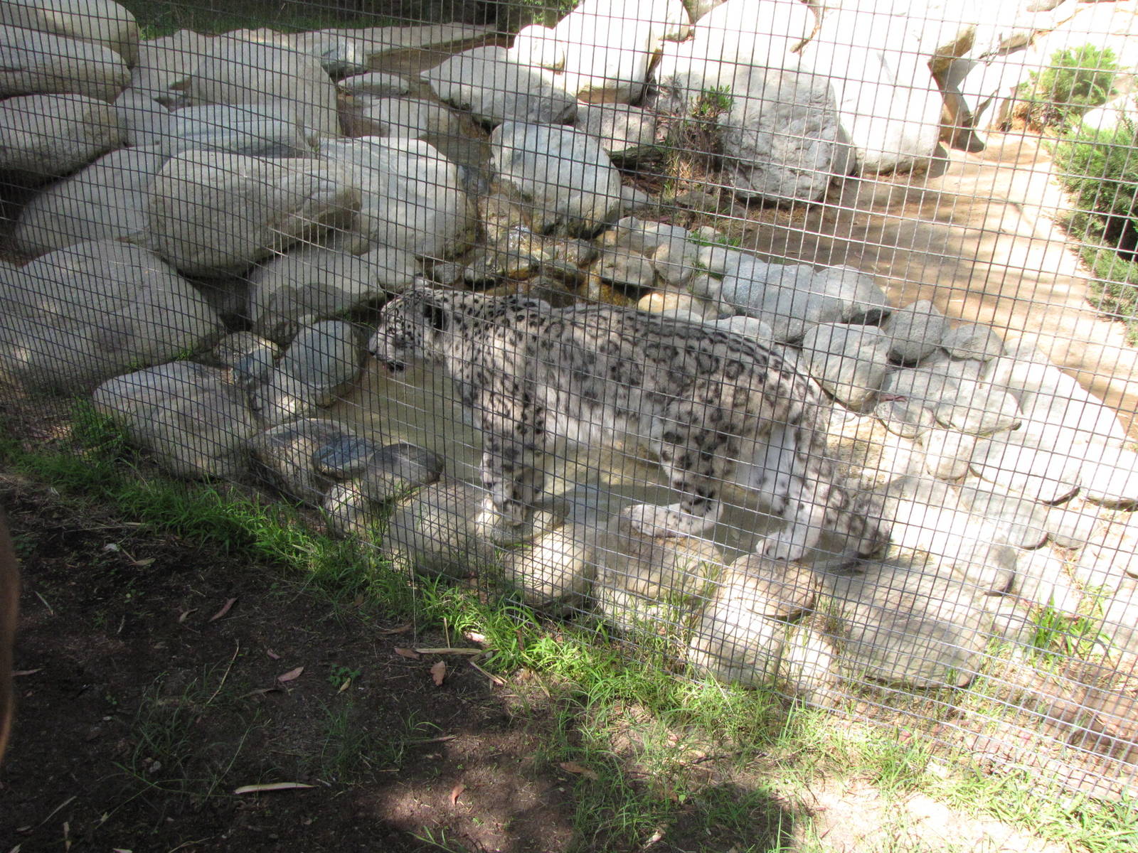 Snow Leopard