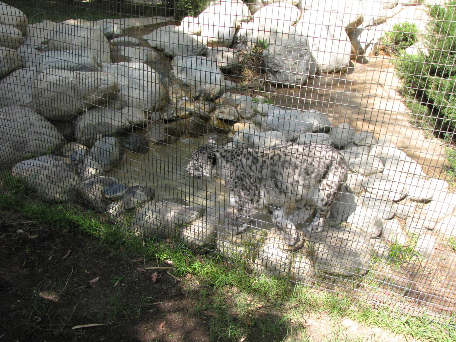 Snow Leopard