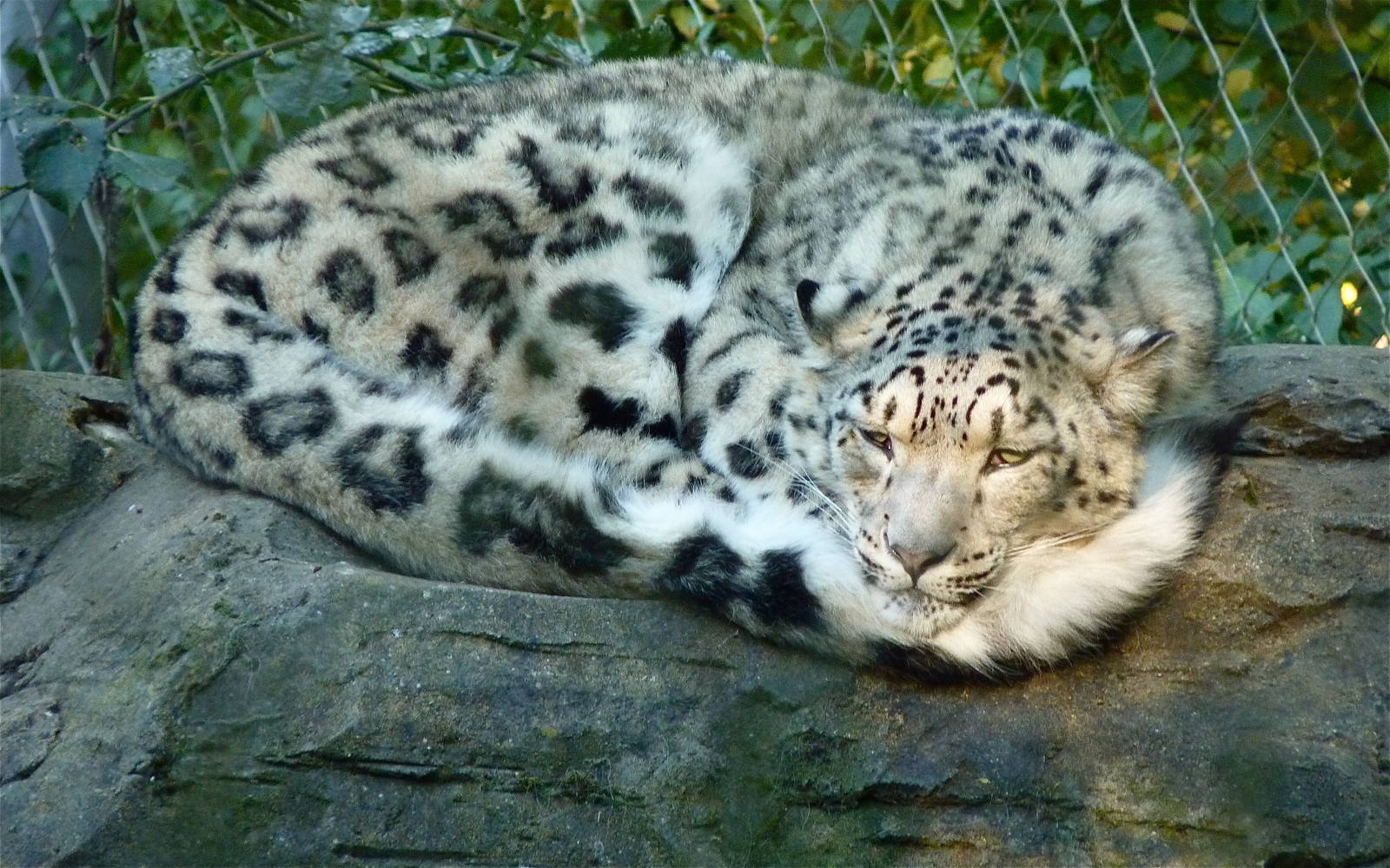 Snow Leopard