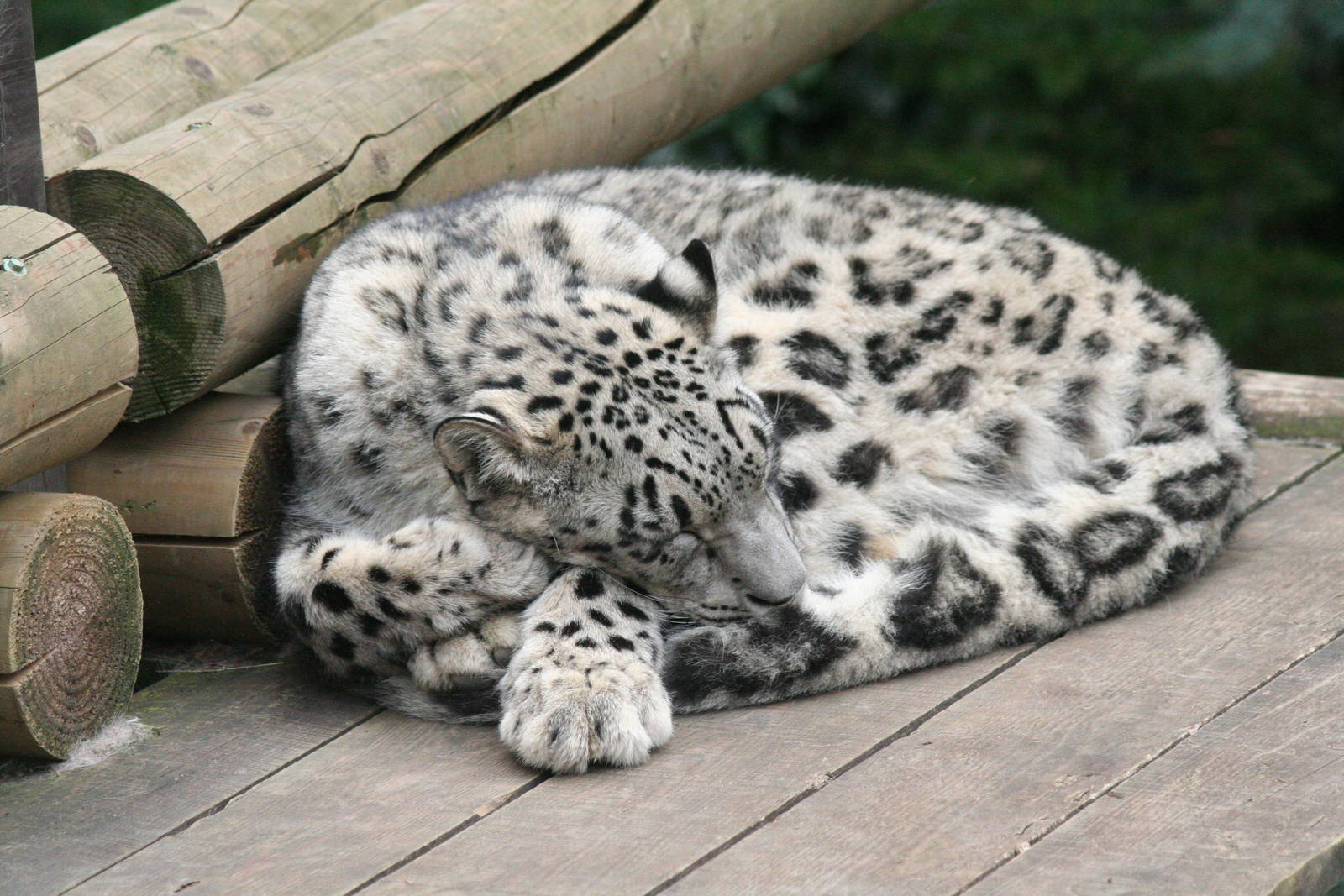 snow leopard