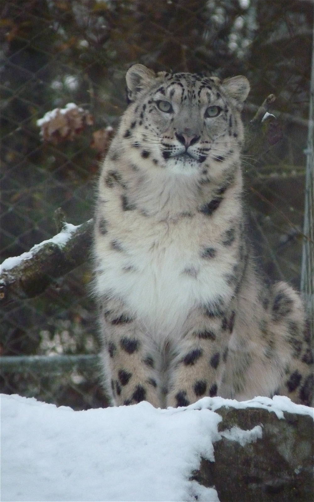 Snow Leopard