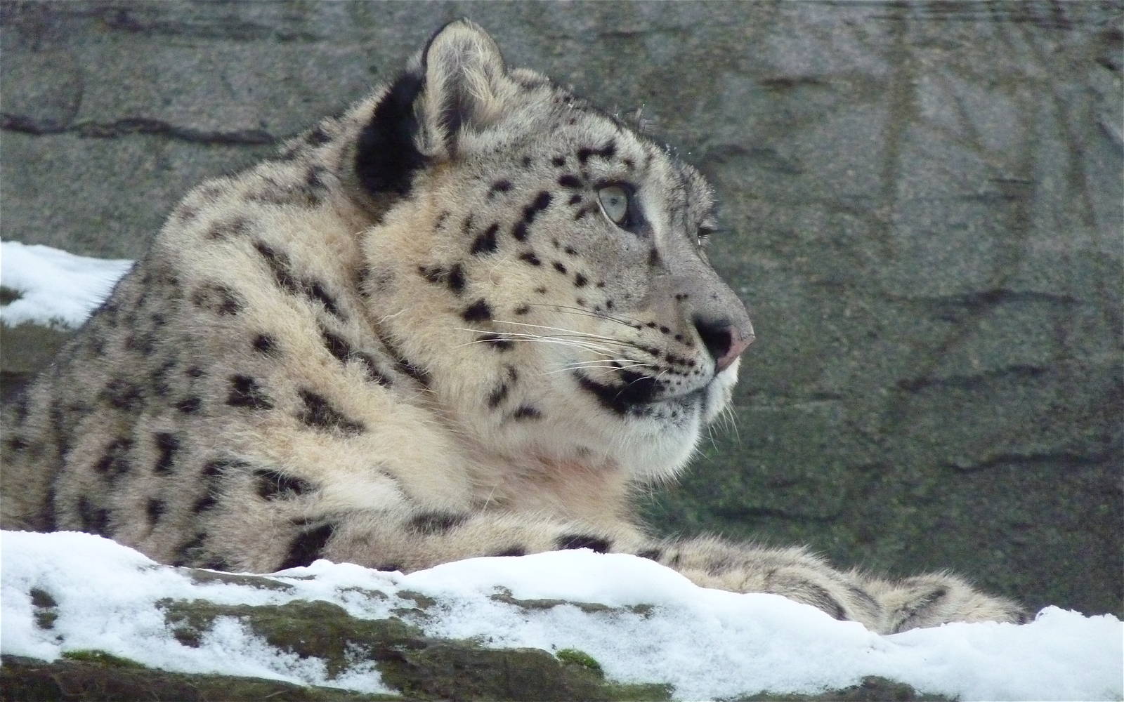 Snow Leopard