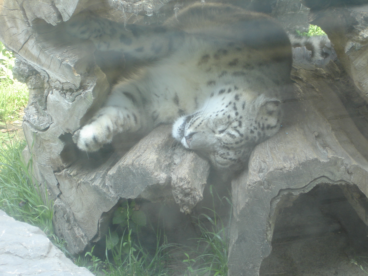 Snow Leopard